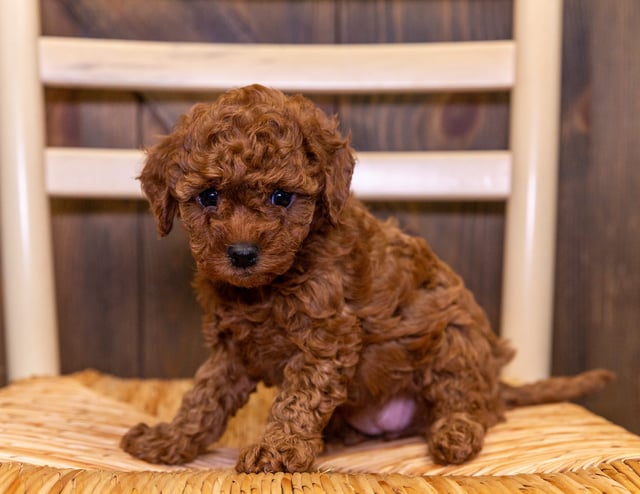 Erika is an F1B Cavapoo that should have  and is currently living in Nebraska
