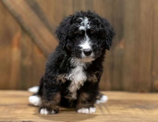 Quade came from Willow and Grimm's litter of F1 Bernedoodles