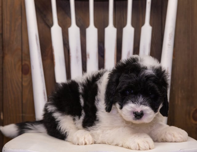 A picture of a Nash, one of our Standard Sheepadoodles puppies that went to their home in Minnesota