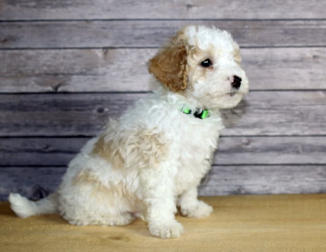 Wesley came from Wesley and Ozzy's litter of F1B Bernedoodles