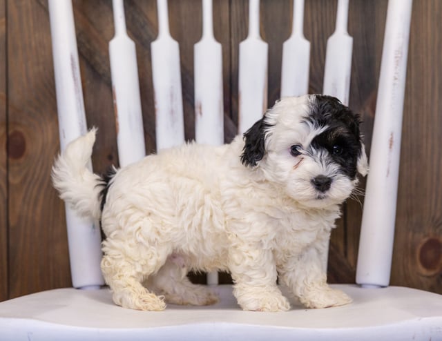 A picture of a Hatchy, one of our Mini Sheepadoodles puppies that went to their home in Georgia