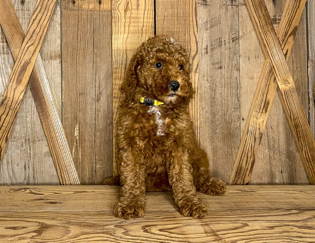 This litter of Goldendoodles are of the F1BB generation.