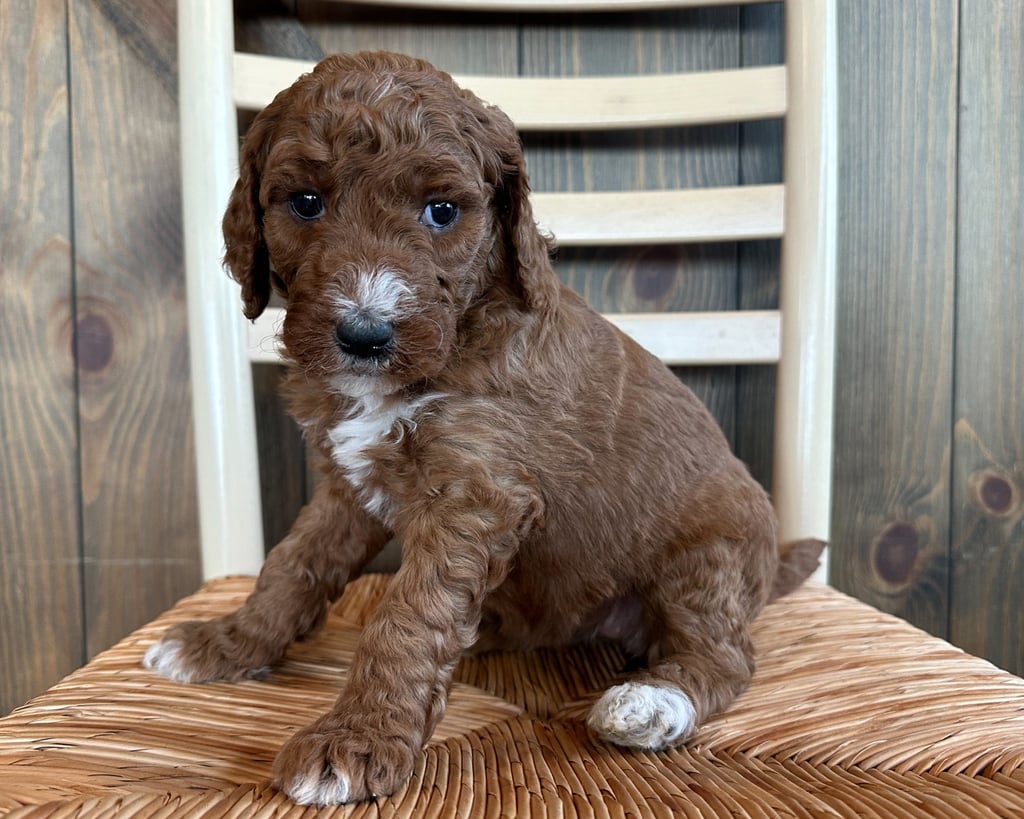 A picture of a Frannie, one of our  Goldendoodles puppies that went to their home in Iowa