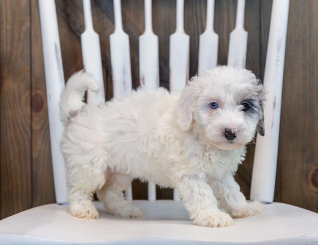 A picture of a Olive, one of our Mini Sheepadoodles puppies that went to their home in Illinois