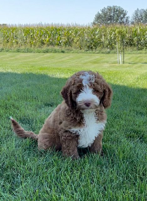 Voodoo is an F1B Goldendoodle that should have  and is currently living in Virginia