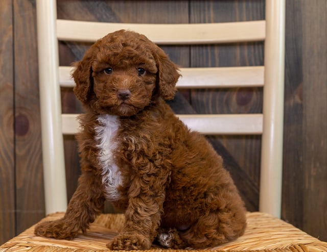 Opal is an F1B Goldendoodle that should have  and is currently living in California