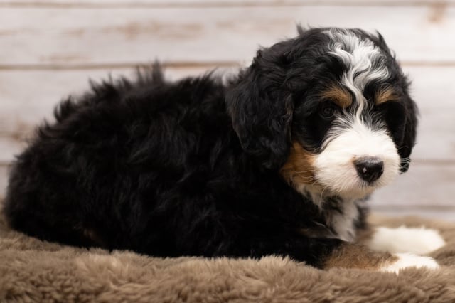 A picture of a Ian, one of our Standard Bernedoodles puppies that went to their home in Wisconsin