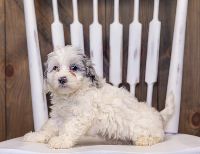 Helga is an F1B Sheepadoodle that should have  and is currently living in Massachusetts