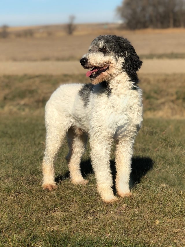 Goldendoodles bred in in Iowa by Poodles 2 Doodles