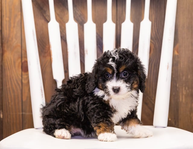 A picture of a India, one of our Mini Bernedoodles puppies that went to their home in Iowa