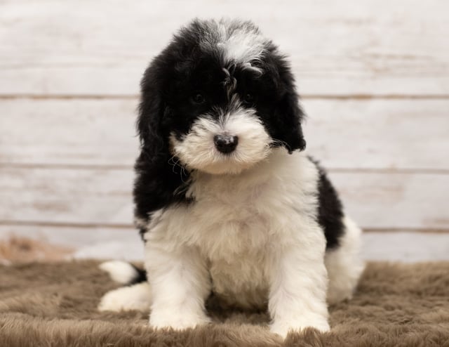 Livi is an F1 Sheepadoodle that should have thick, wavy, black and white coat and is currently living in Texas