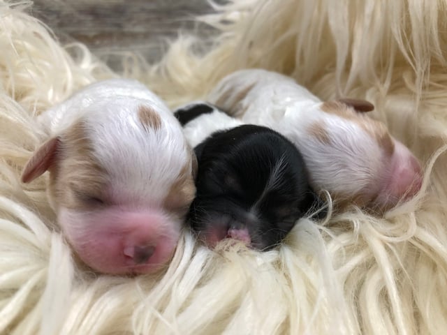 A litter of  Cavapoos raised in Iowa by Poodles 2 Doodles