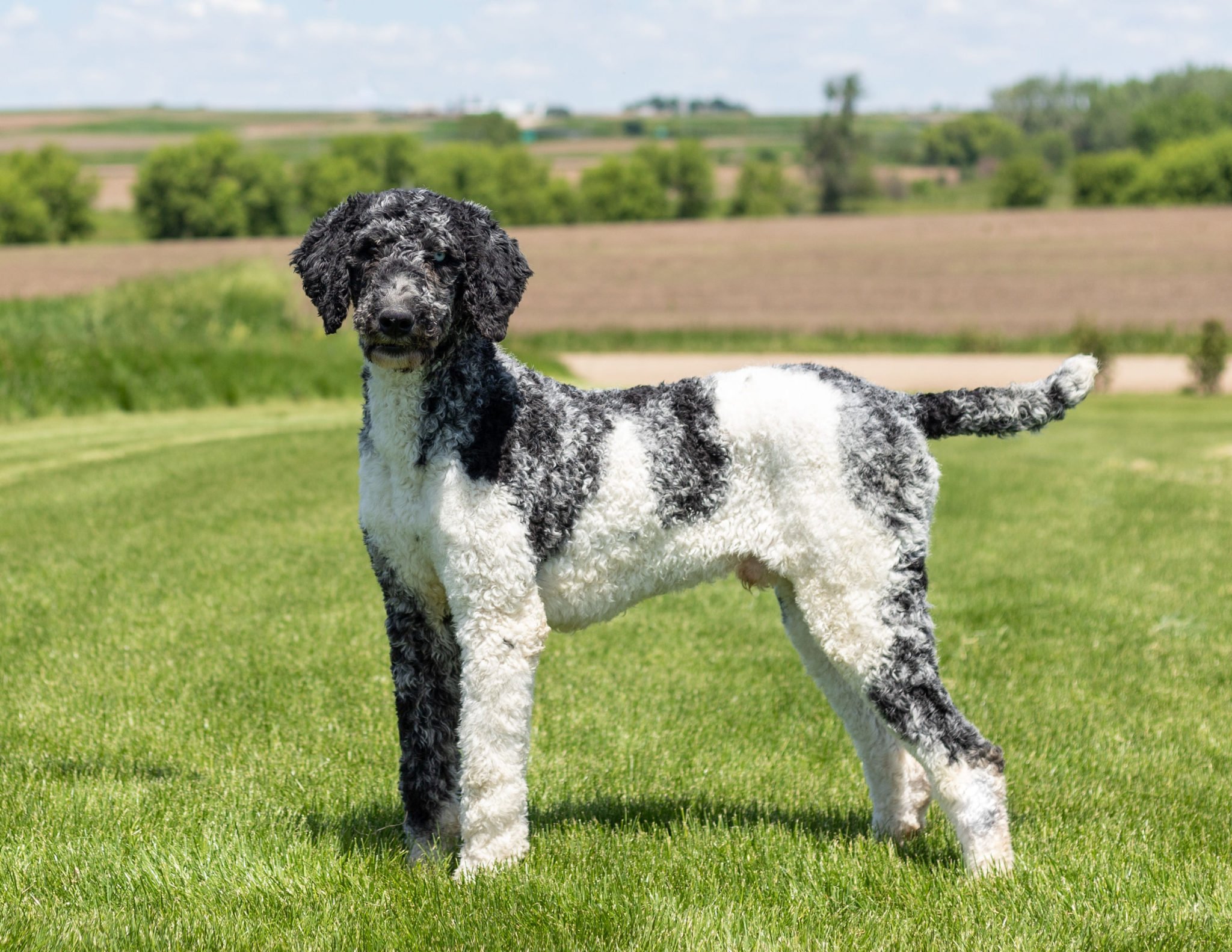 A litter of Standard Goldendoodles raised in Iowa by Poodles 2 Doodles