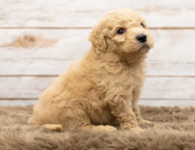 Another pic of our recent Goldendoodle litter