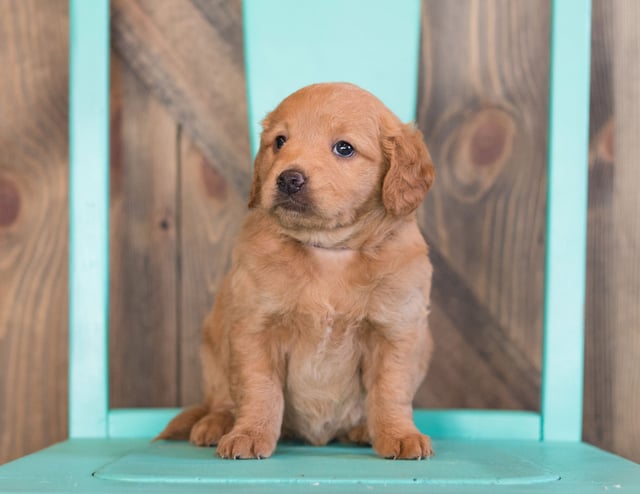 Fala came from Fala and Griffin's litter of F1 Goldendoodles