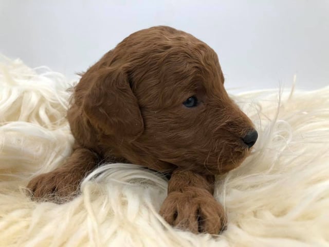 Haze came from Haze and Griffin's litter of F1 Goldendoodles