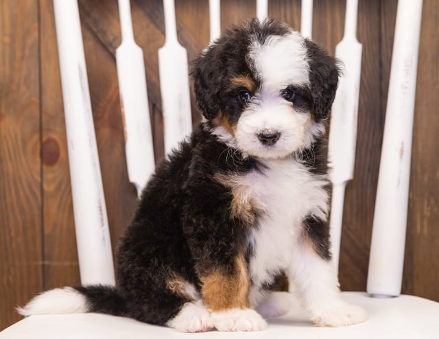 A picture of a Tessa, one of our  Bernedoodles puppies that went to their home in Massachusetts