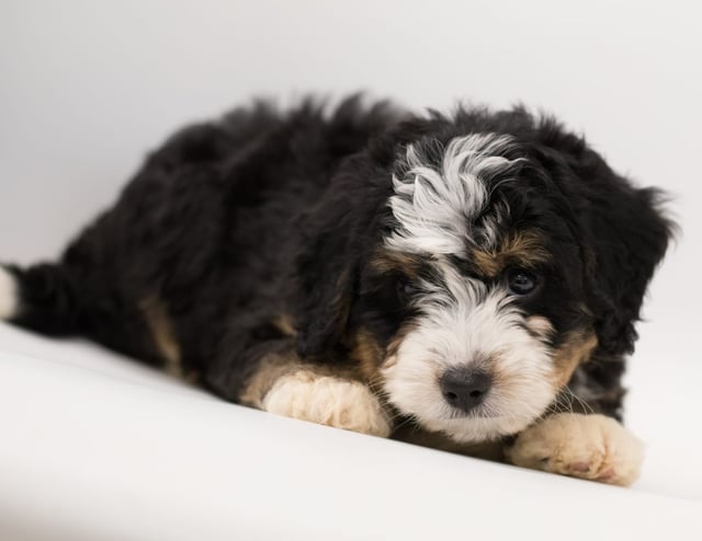Bear was born on 08/23/2018