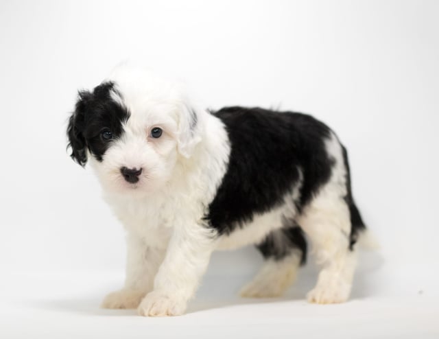 Gala is an F1 Sheepadoodle for sale in Iowa.