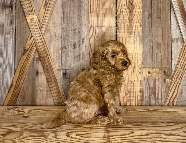 A picture of a Kane, one of our Petite Goldendoodles puppies that went to their home in North Dakota 