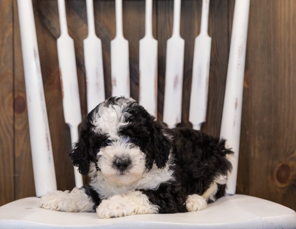 Hunt is an F1B Sheepadoodle that should have  and is currently living in Montana