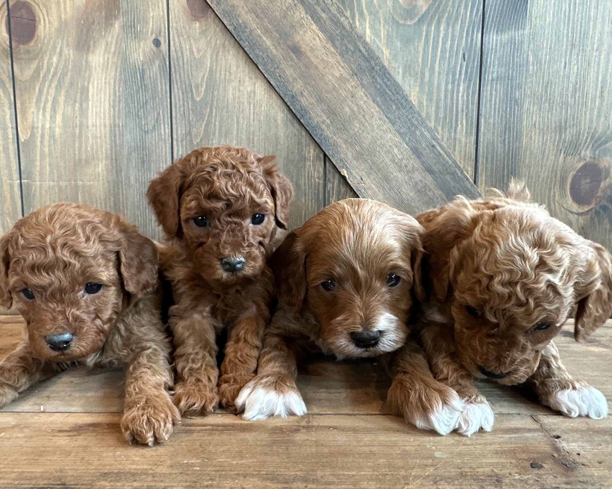 A litter of Petite Cavapoos raised in Iowa by Poodles 2 Doodles