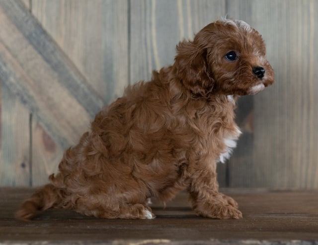 Harold came from Bella and Reggie's litter of F1 Cavapoos