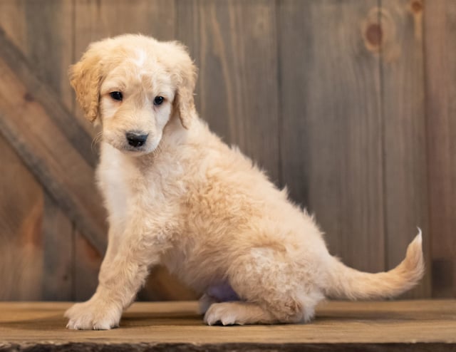 Tag is an F1 Goldendoodle that should have  and is currently living in Nebraska