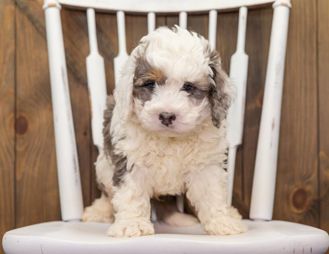 Alf came from Percy and Grimm's litter of F1 Bernedoodles