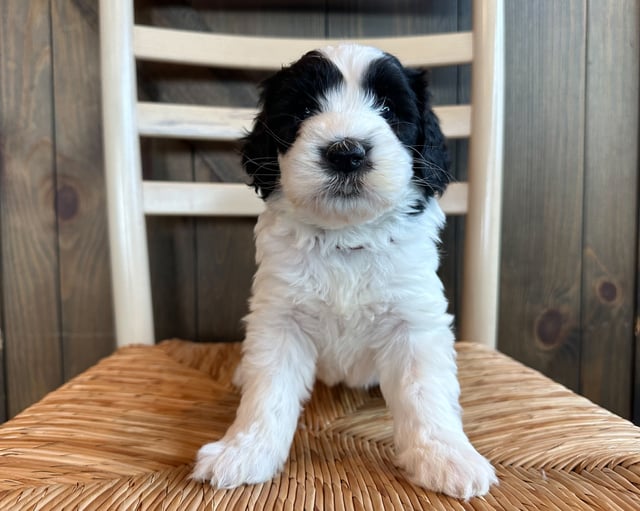 A picture of a Reba, one of our Standard Sheepadoodles puppies that went to their home in Iowa 