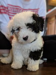 The cutest Sheepadoodle puppy ever!! Seriously.