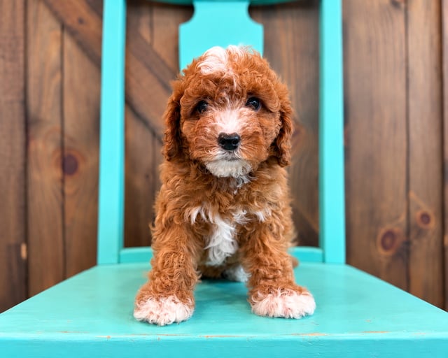 A picture of a Flora, a gorgeous Petite Cavapoos for sale