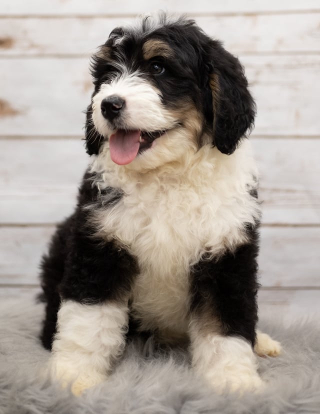 Ice is an F1 Bernedoodle that should have  and is currently living in Nebraska