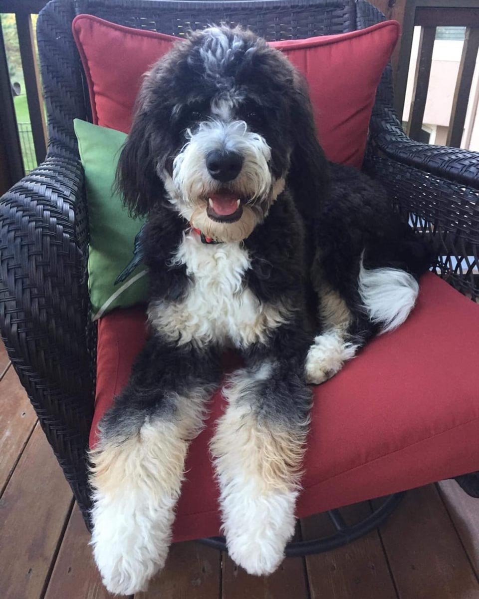 One of our larger Bernedoodle males sitting on a chair!
