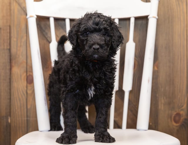 This litter of Goldendoodles are of the F1B generation.