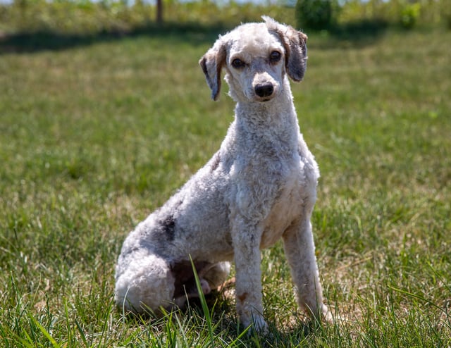 A picture of one of our Poodle father's, Palmer.