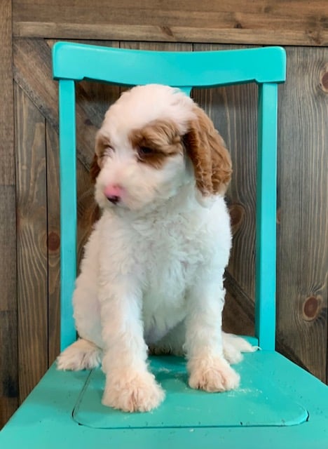 Dory is an F1BB Goldendoodle that should have  and is currently living in Nebraska