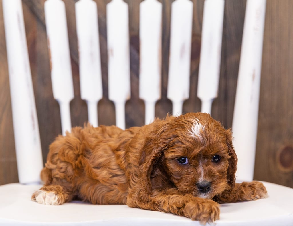 A picture of a Neah, one of our  Cavapoos puppies that went to their home in South Dakota