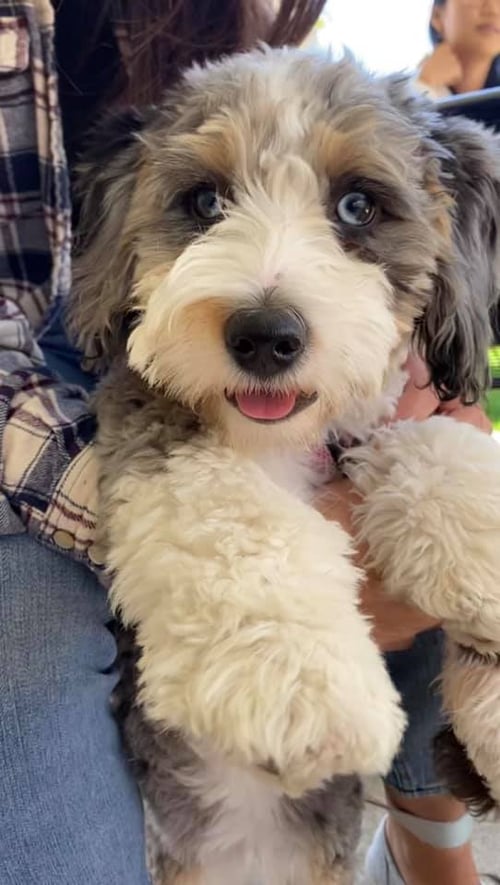 Mini Bernedoodle