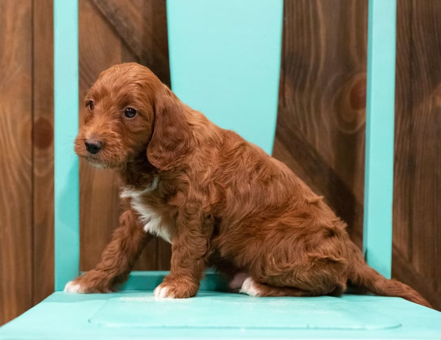 A picture of a Fudge, one of our  Irish Doodles puppies that went to their home in Minnesota