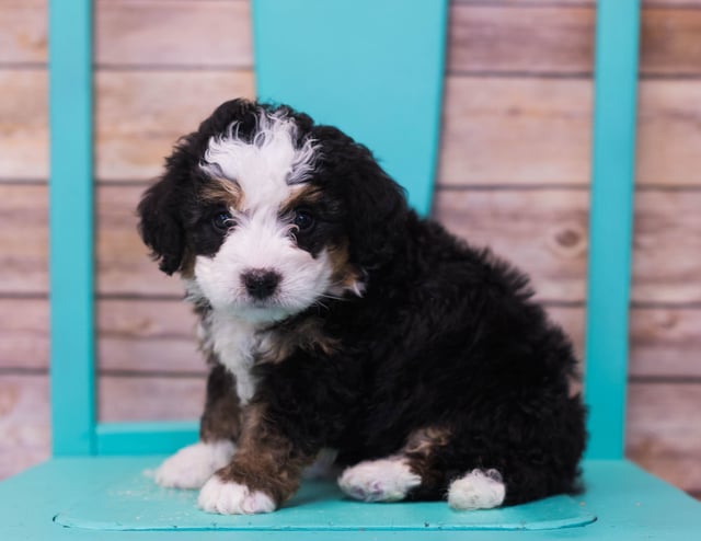 Luka came from Sasha and Stanley's litter of F1 Bernedoodles