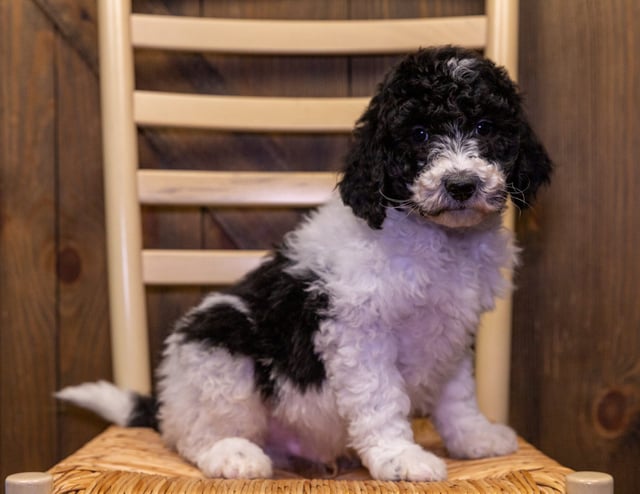 A picture of a Victor, one of our Standard Sheepadoodles puppies that went to their home in Wisconsin