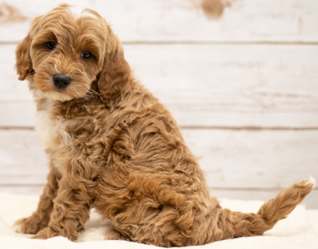 A picture of a Ketty, one of our Mini Goldendoodles puppies that went to their home in NE
