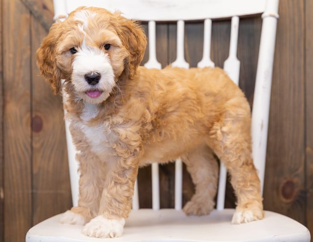 Lewie is an F1B Goldendoodle that should have  and is currently living in Nebraska