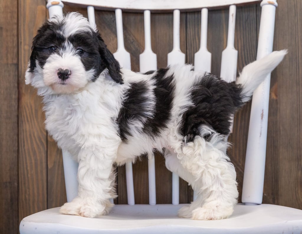 Prissy is an F1 Sheepadoodle that should have  and is currently living in California