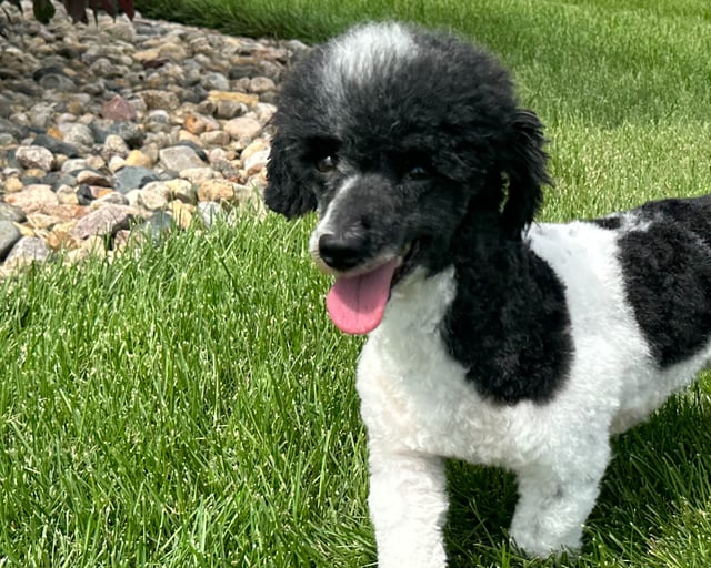 A picture of one of our Poodle father's, Harold.