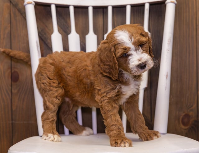 A picture of a Xia, one of our Standard Goldendoodles puppies that went to their home in South Dakota