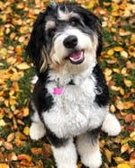 Standard Tri colored Bernedoodle