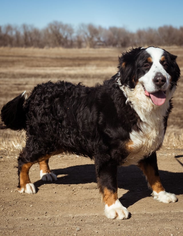 Percy is an  Bernese Mountain Dog and a mother here at Poodles 2 Doodles - Best Sheepadoodle and Goldendoodle Breeder in Iowa