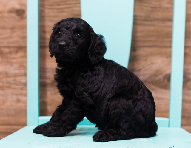 Adele is an F1B Goldendoodle that should have  and is currently living in Michigan